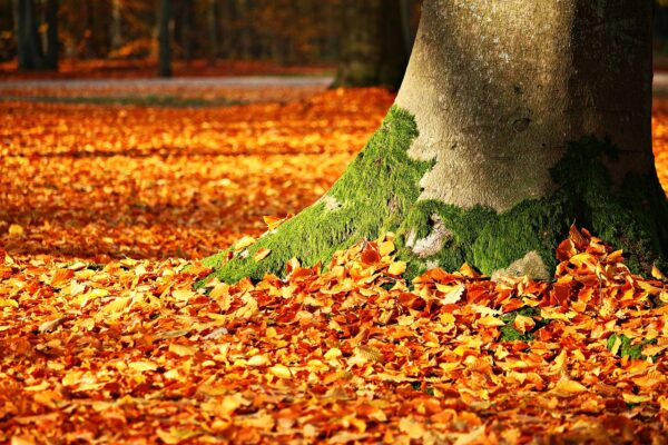 가을의 소멸: 한 계절을 잃게 될 시대의 단상